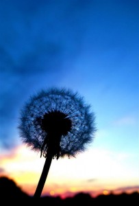 蒲公英的天空